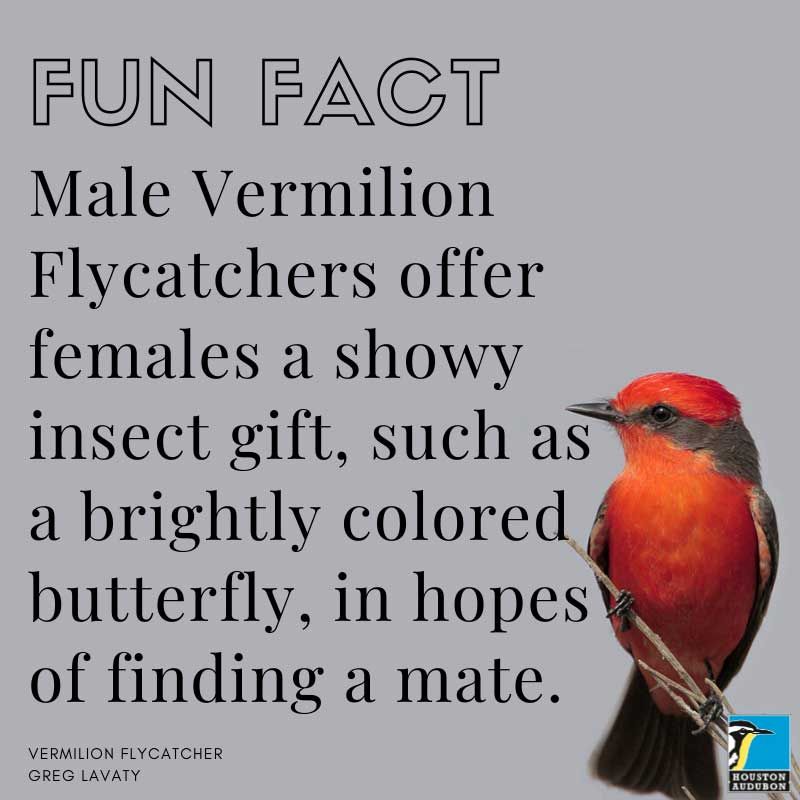 Vermilion Flycatcher fun fact