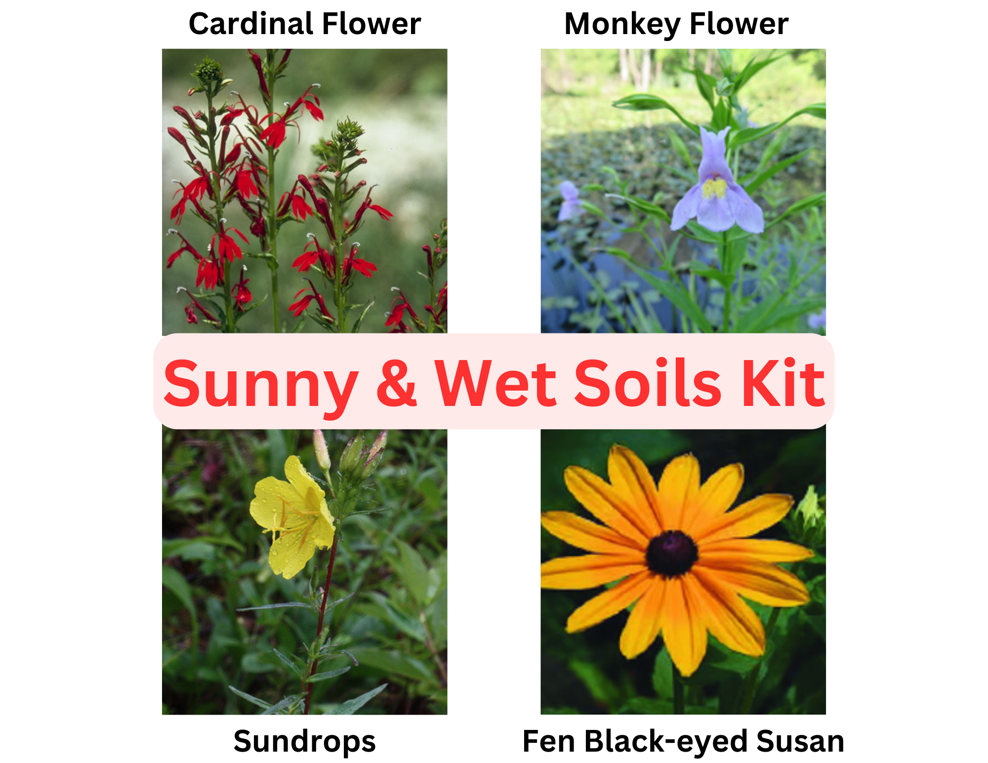 Sunny and Wet Soils Kit