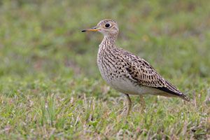 Upland Sandpiper