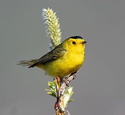 Spring Appeal: Fuel the Flight