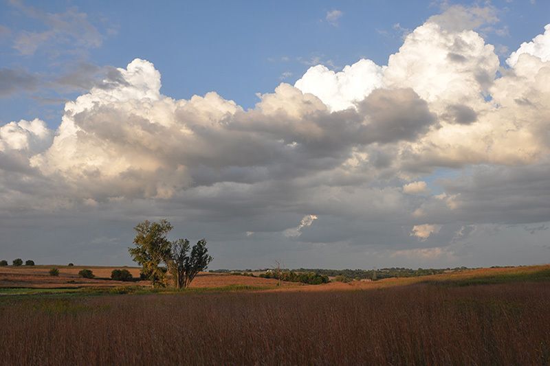 Field Trip: Evening Grasslands Walk