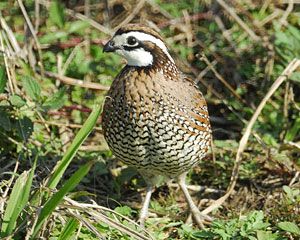 Northern Bobwhite