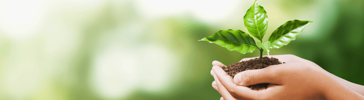 hands holding plant in soil