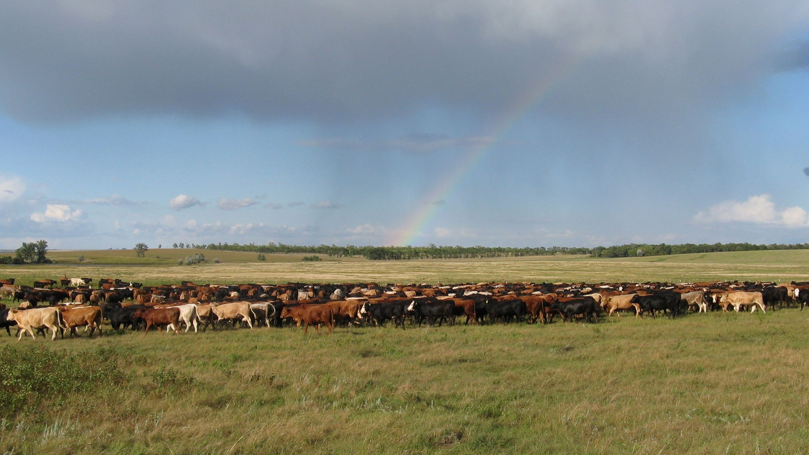 Cattle in Pasture with Rainbow