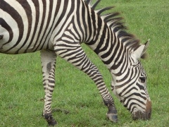 Zebra Printing Introduction