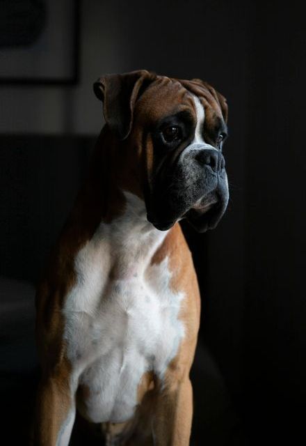 Tri-colored boxer