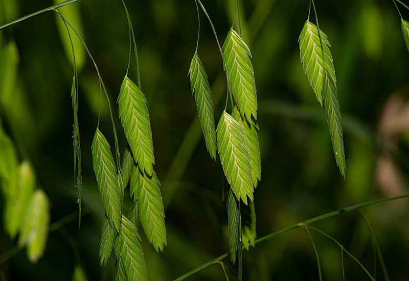Inland Sea Oats