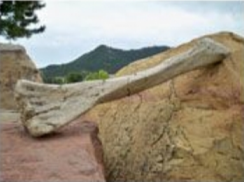 Replica of Columbian Mammoth Radius