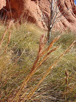 Bushy Bluestem
