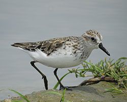 Semipalmated Sandpiper