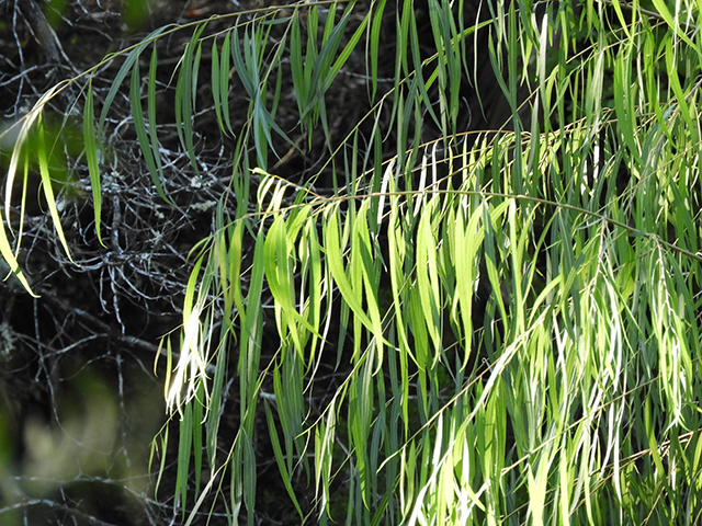 Black Willow - Pack of 5 Seedlings (12"-18")