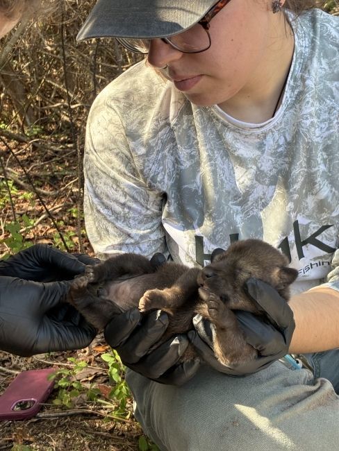 A biologist holding a small Red Wolf pup during a health exam.