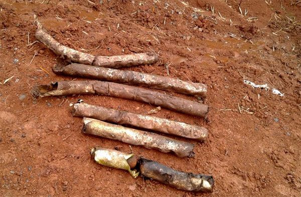 60 bomblets found in Quang Tri garden
