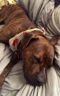 Marvin - ADOPTED