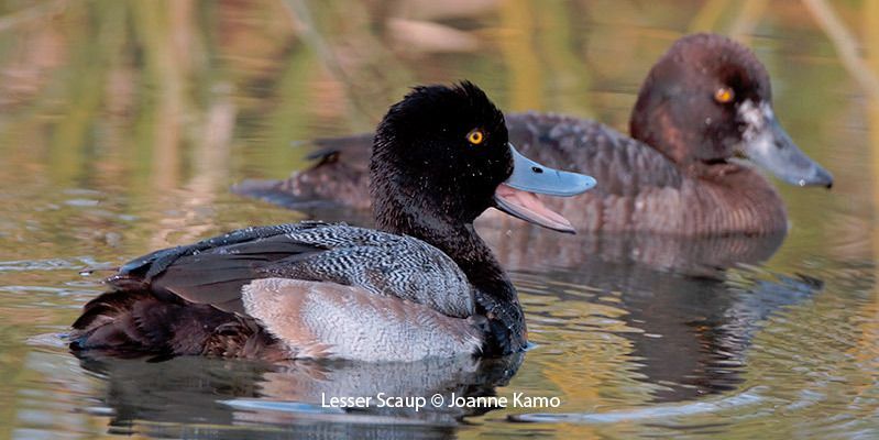 Lesser Scaup