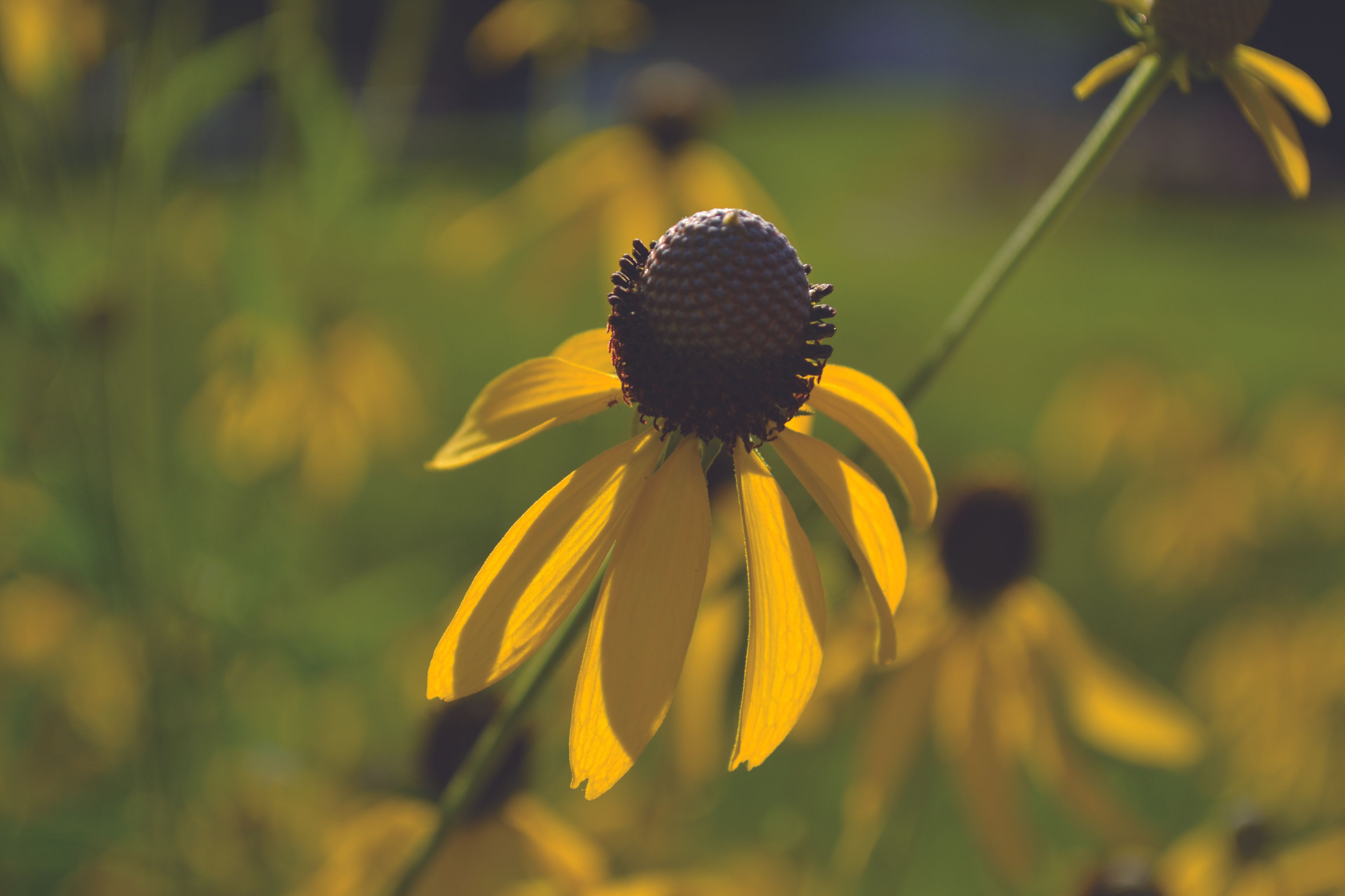 A bright yellow grey-headed coneflower in bloom against a green background. 