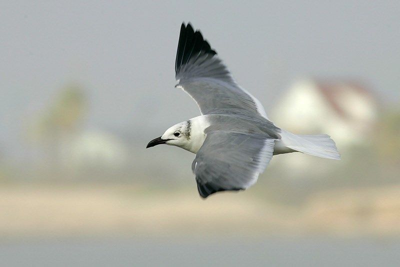 Laughing Gull