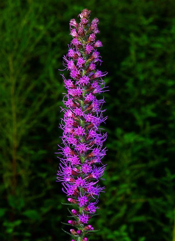 Prairie Blazing Star