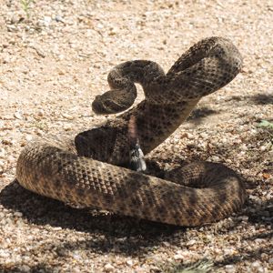 I have a rattlesnake in my backyard. What do I do?
