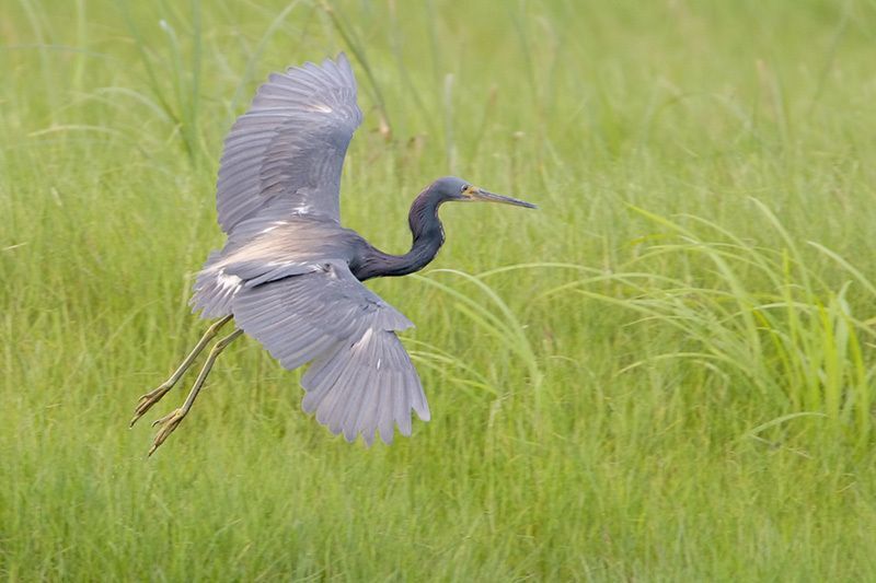 Tricolored Heron