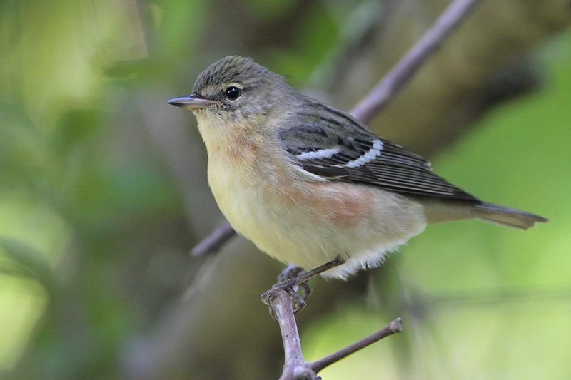 Bay-breasted Warbler