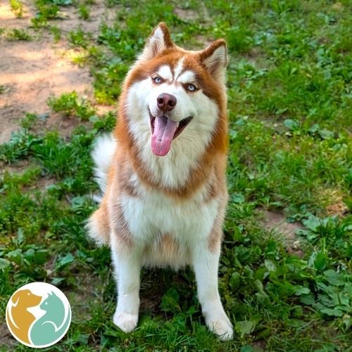 WUBBA- ADOPTED 8/24!!!