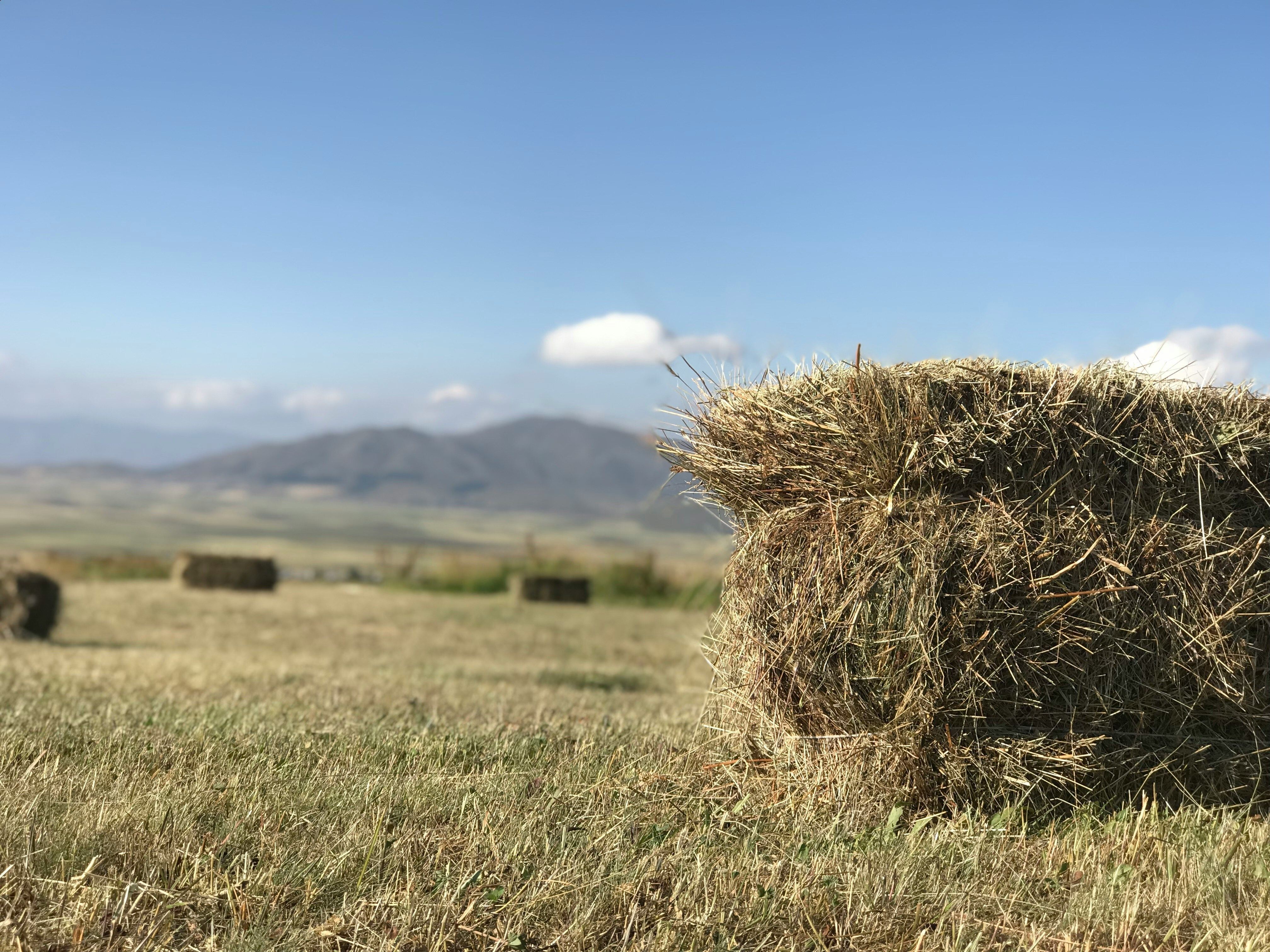 The Hay Exchange