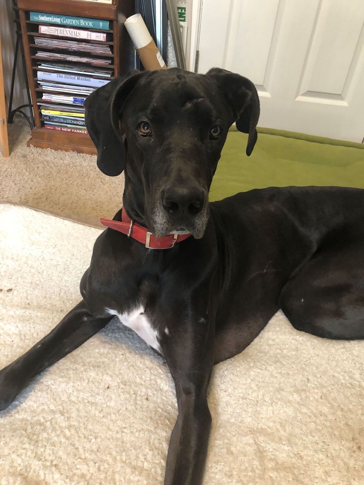 Available Danes : Adopt A Dane : Great Dane Rescue