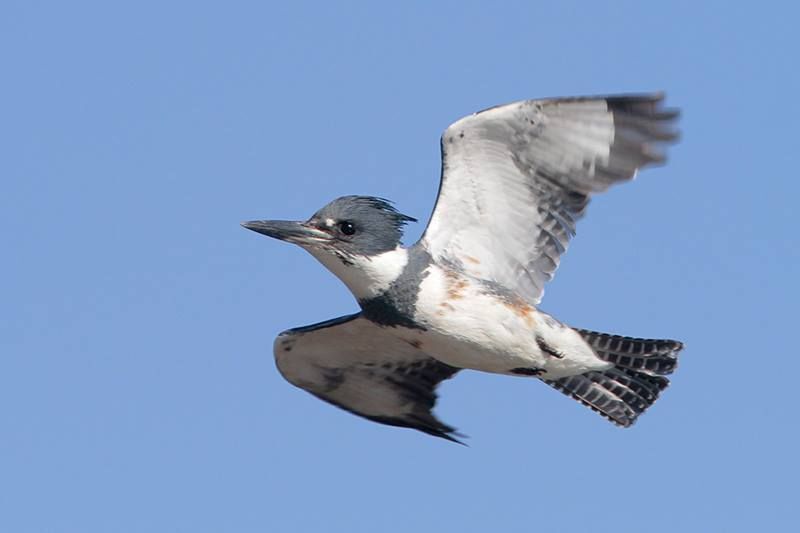 Belted Kingfisher