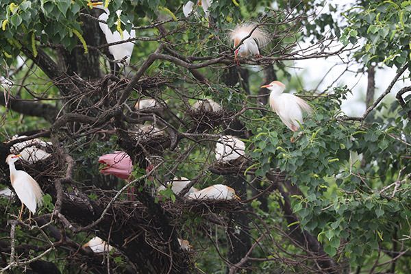 Resoft Park Rookery