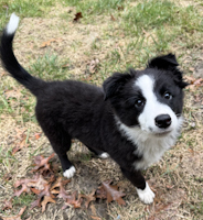 Leroy - ADOPTED
