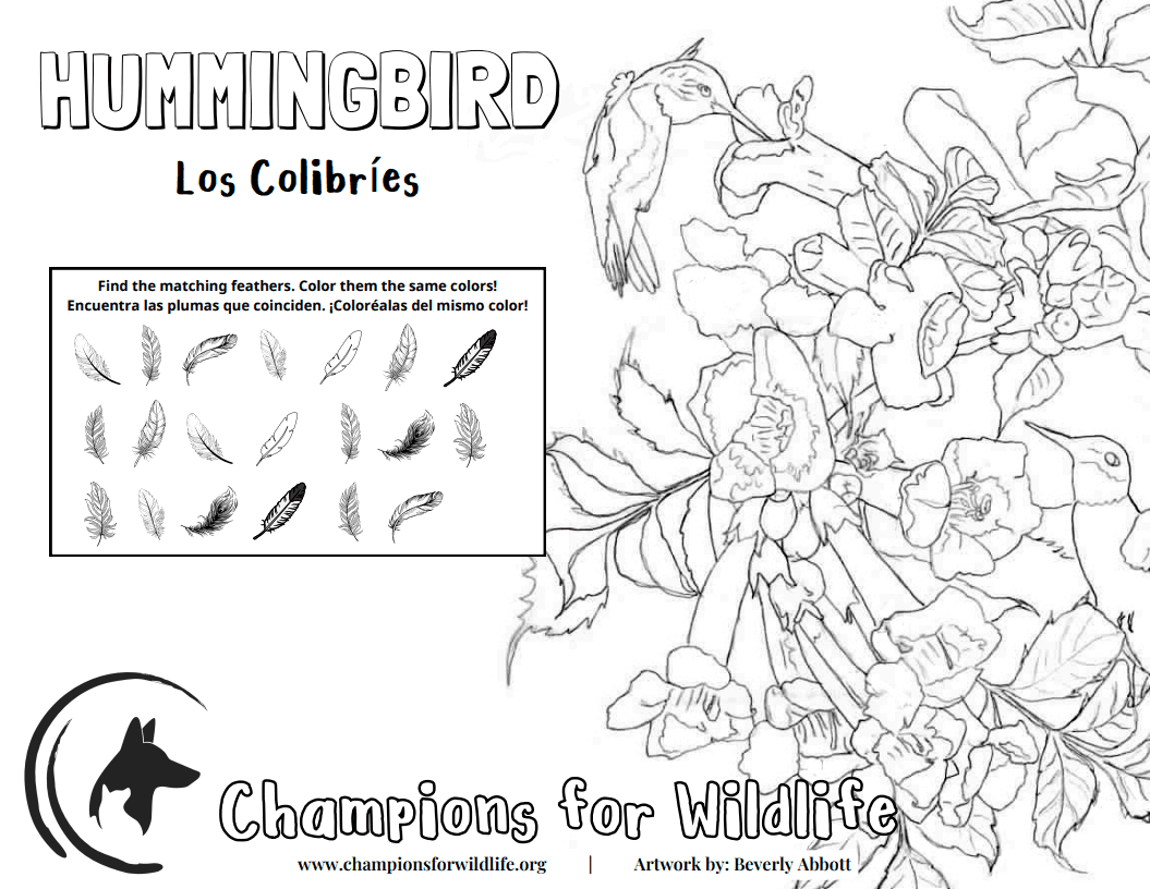 A black and white drawing of hummingbirds and flowers along with a matching game for types of feathers.