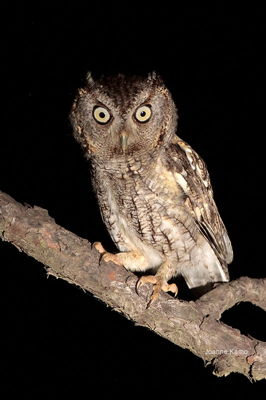 Eastern Screech-Owl | Bird Gallery | Houston Audubon