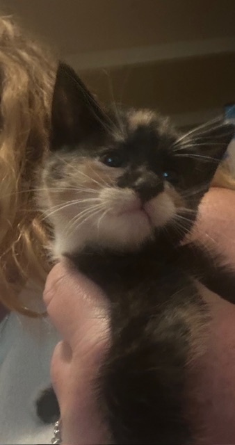 Patches - ADOPTION PENDING