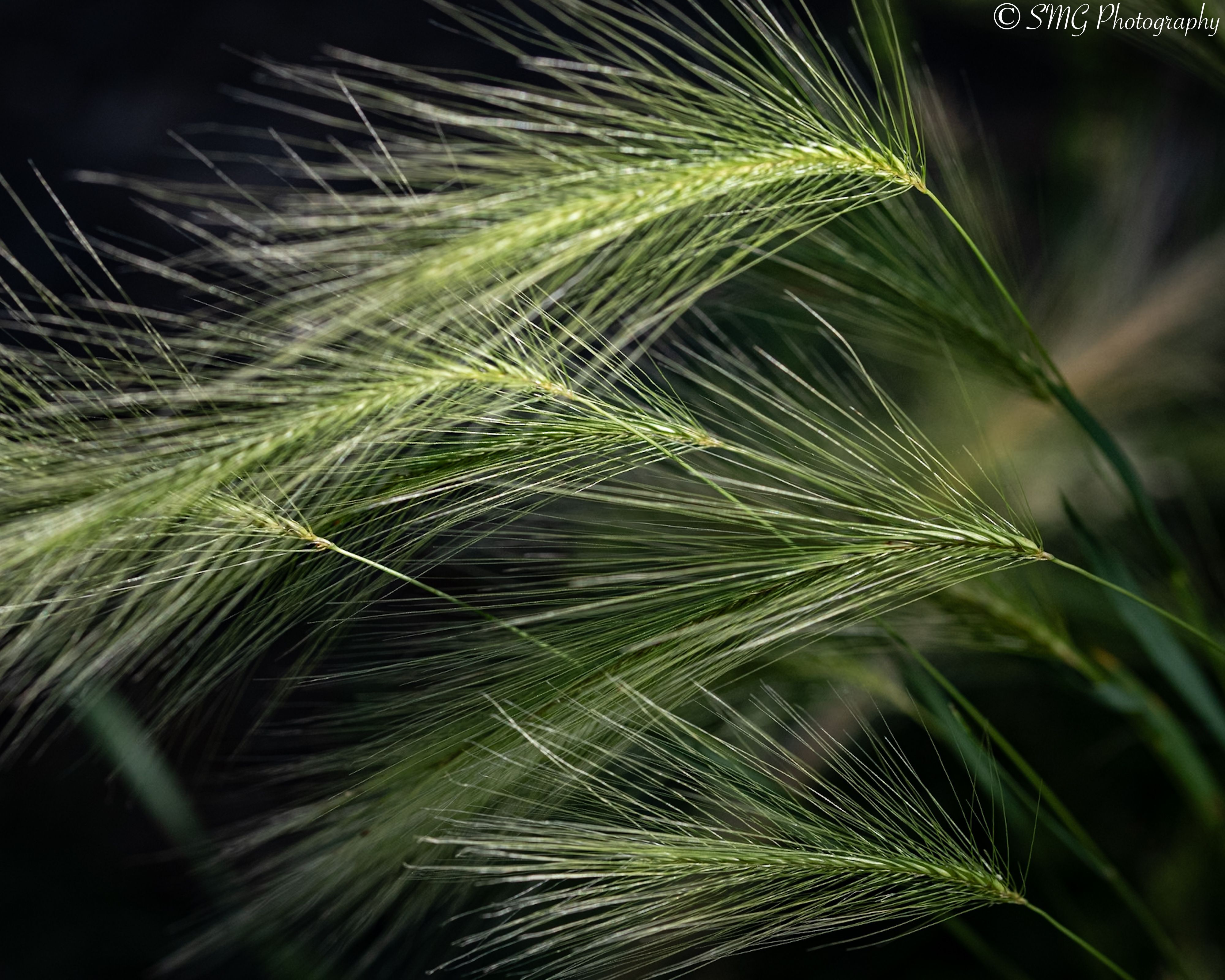Hordeum: Annual to perennial grasses of temperate northern hemisphere and South America: barley