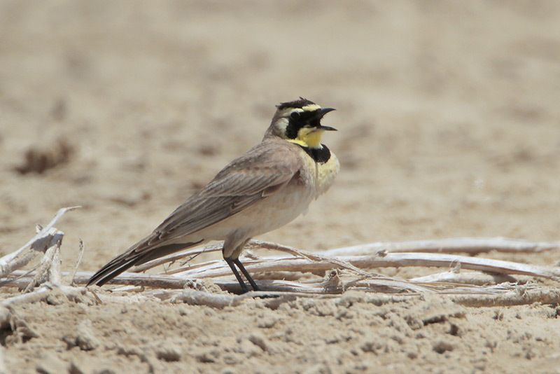 Horned Lark