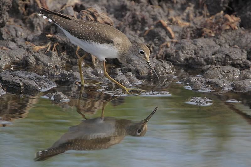 Solitary Sandpiper