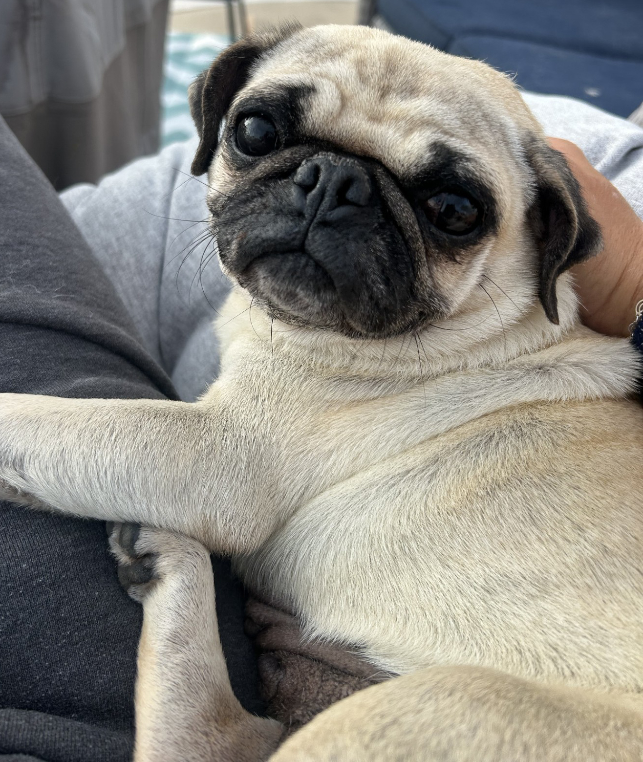 Sally - ADOPTION PENDING