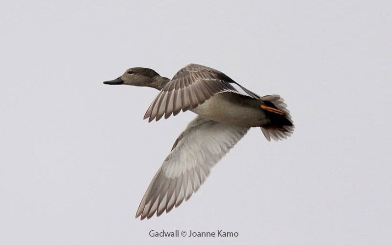 Gadwall