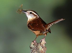 Beak of the Week: Carolina Wren