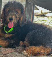 Barnaby - ADOPTED