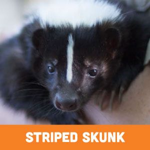 striped skunk