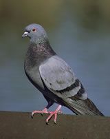 Pigeon (Rock Dove or Rock Pigeon)