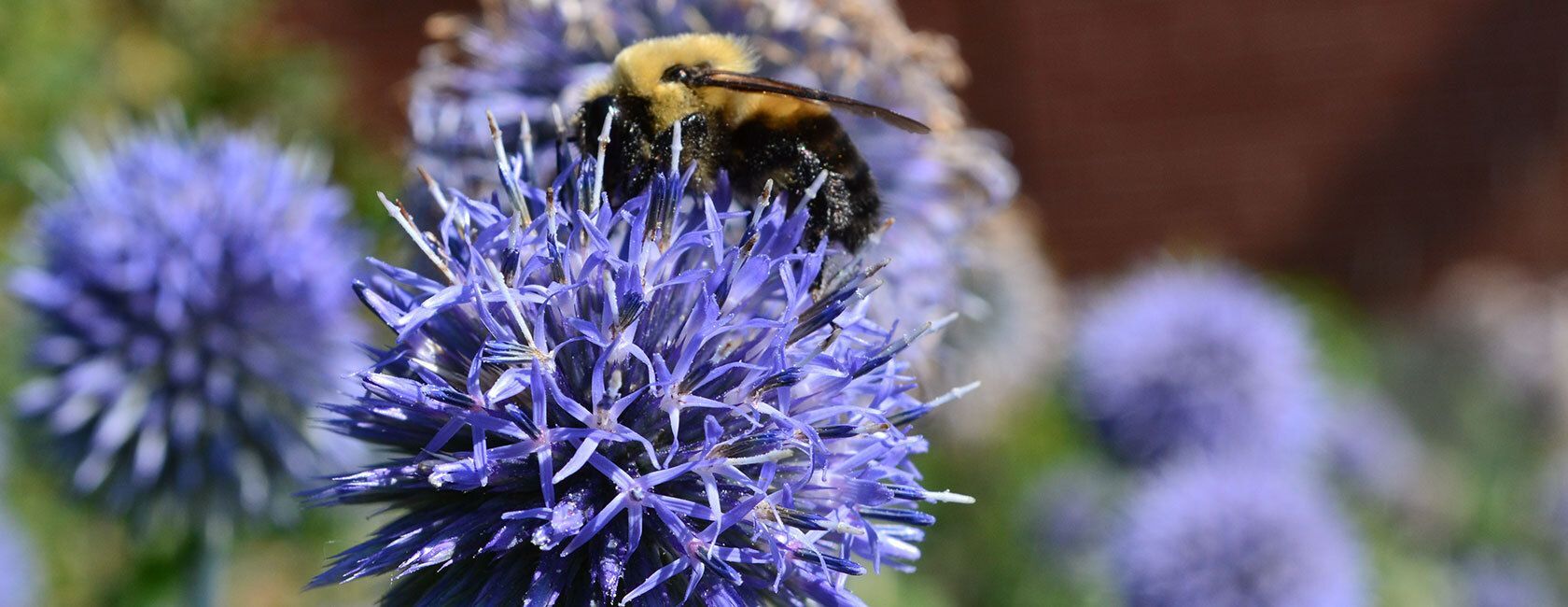 Bee on a purple thistle flower.