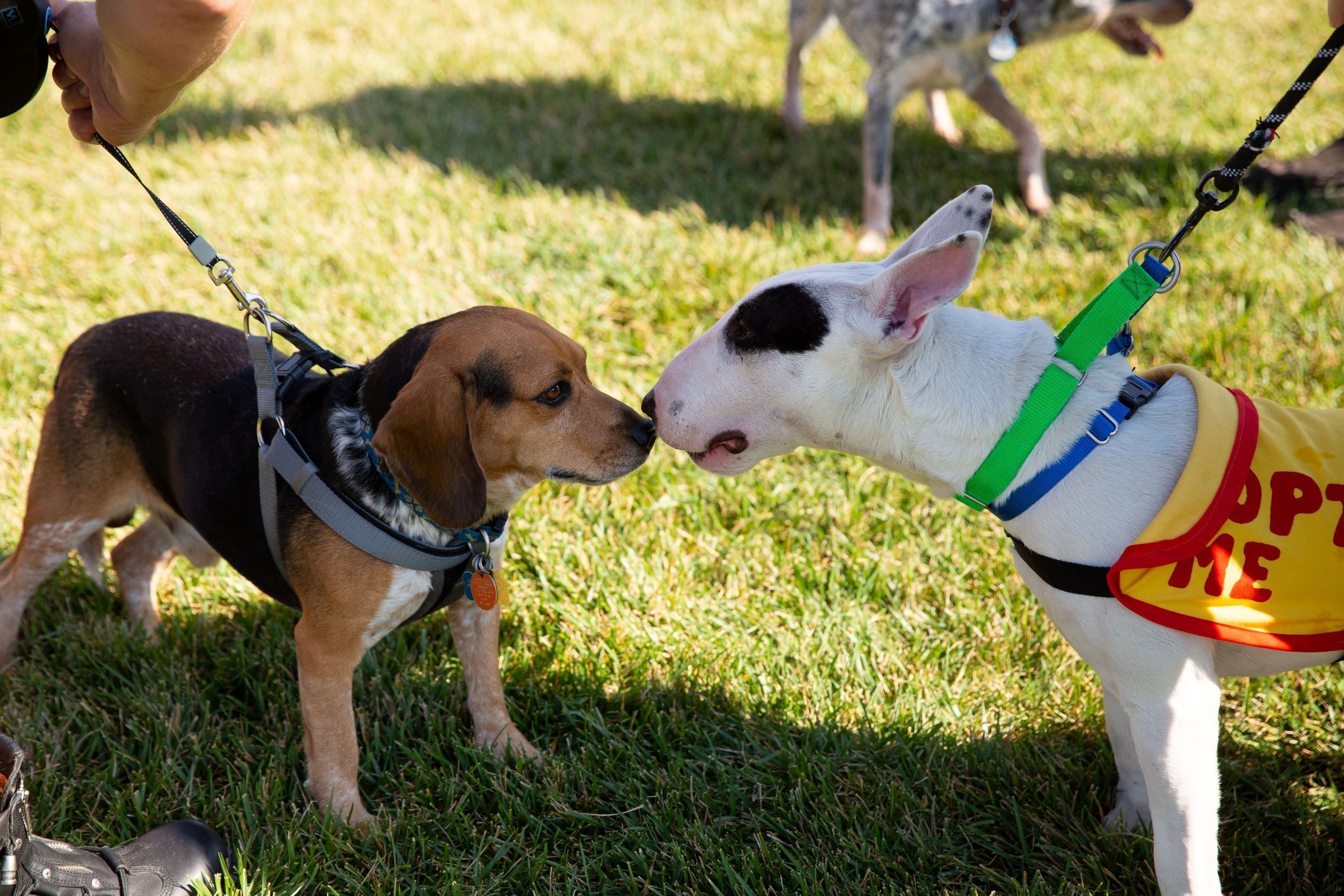 Tails & Trails Pet Festival