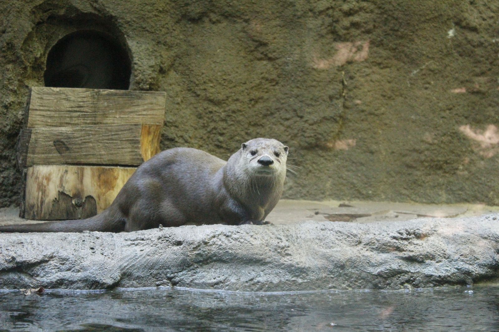 North American River Otter : Mammals : Animals : Lincoln Children's Zoo