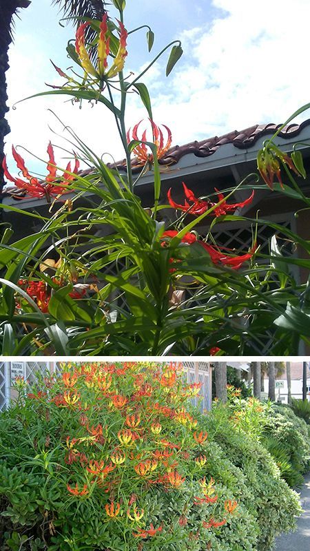 Our Resilient Gloriosa Lilies