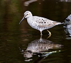 Stilt Sandpiper