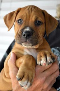 Tarzan - ADOPTED