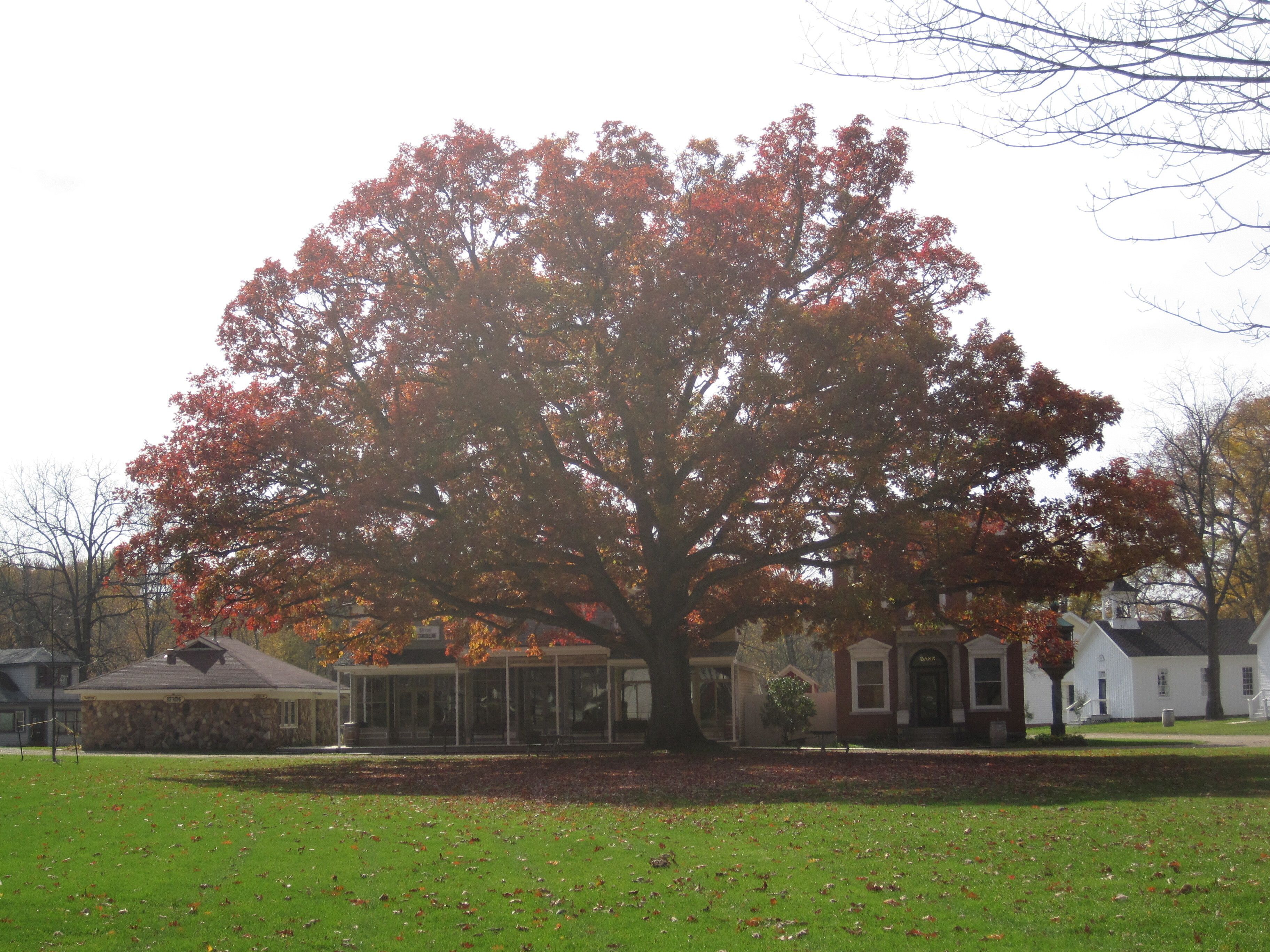 Large white oak on the Village Green in front of Main Street.